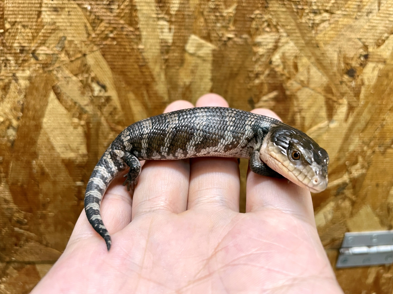 キメラアオジタトカゲ(5)
