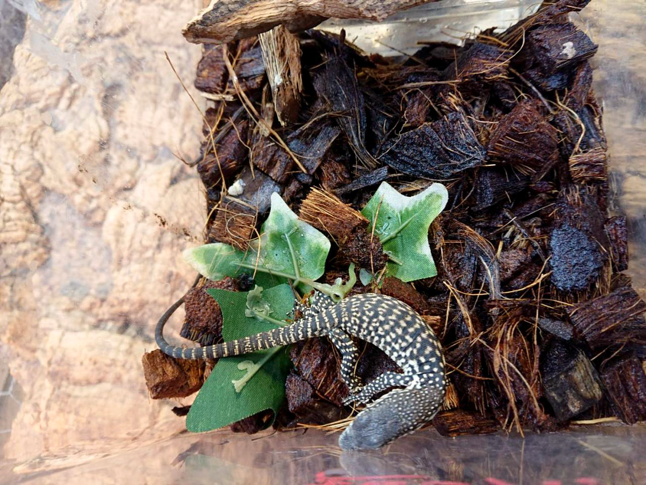 シミリスモニター(4)