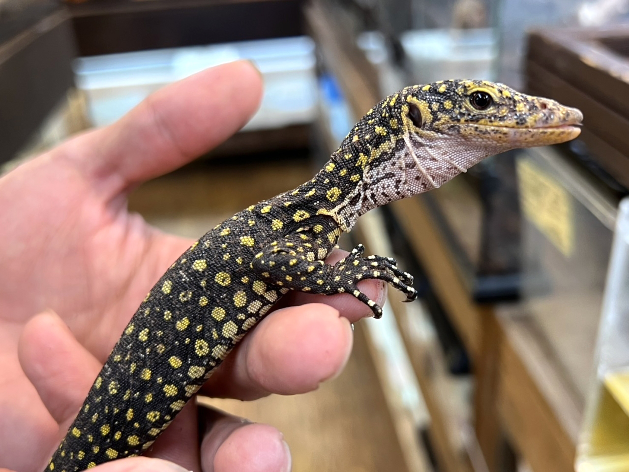 カイケチルモニター(7)