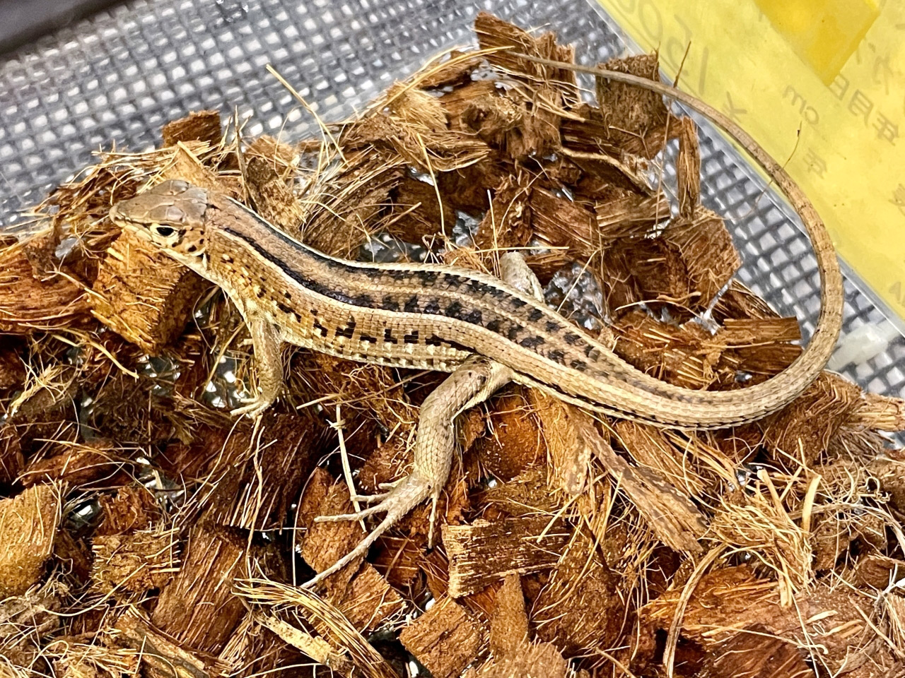 ホルストマブヤ(1)