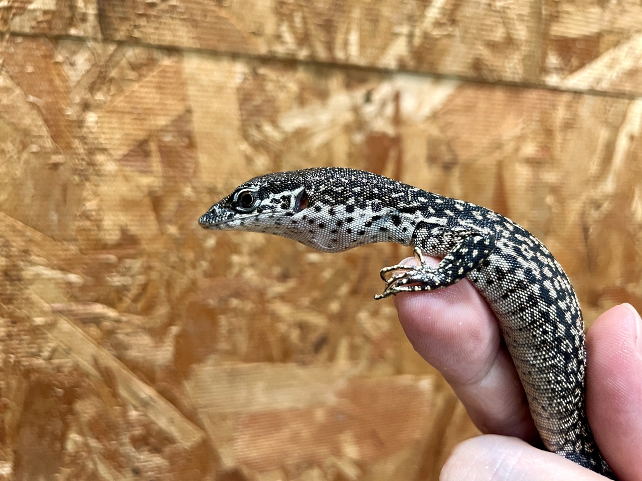 シミリスモニター(2)