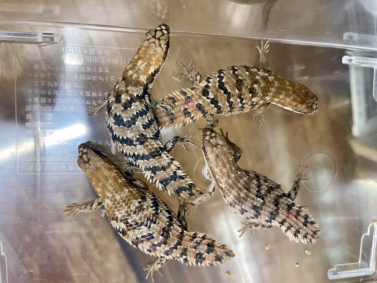 デプレッサイワトカゲ(1)