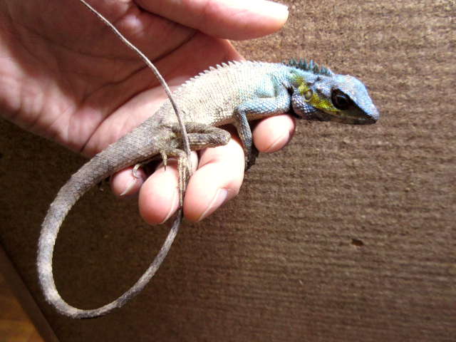 シロクチカロテス(3)