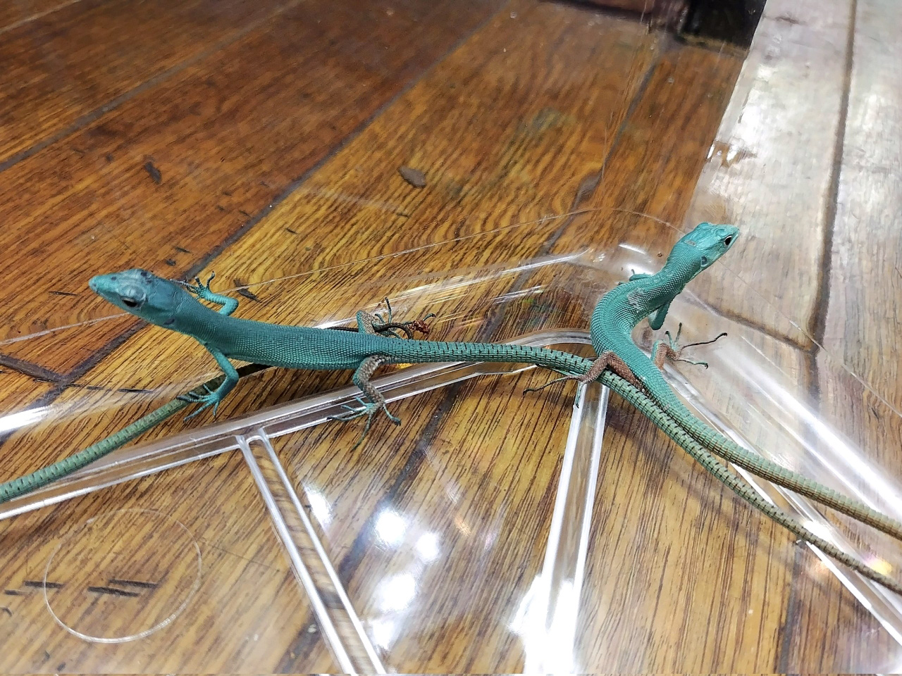 ミドリガストロカナヘビ(5)