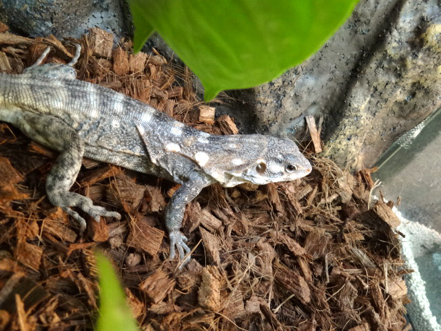 クラークトゲオイグアナ(4)
