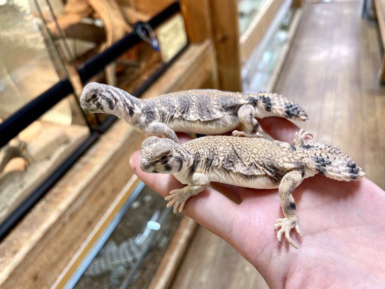 トーマストゲオアガマ(2)