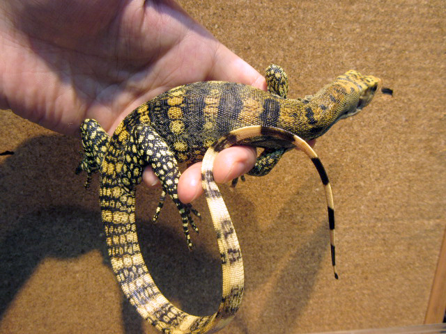 サルファモニター(7)