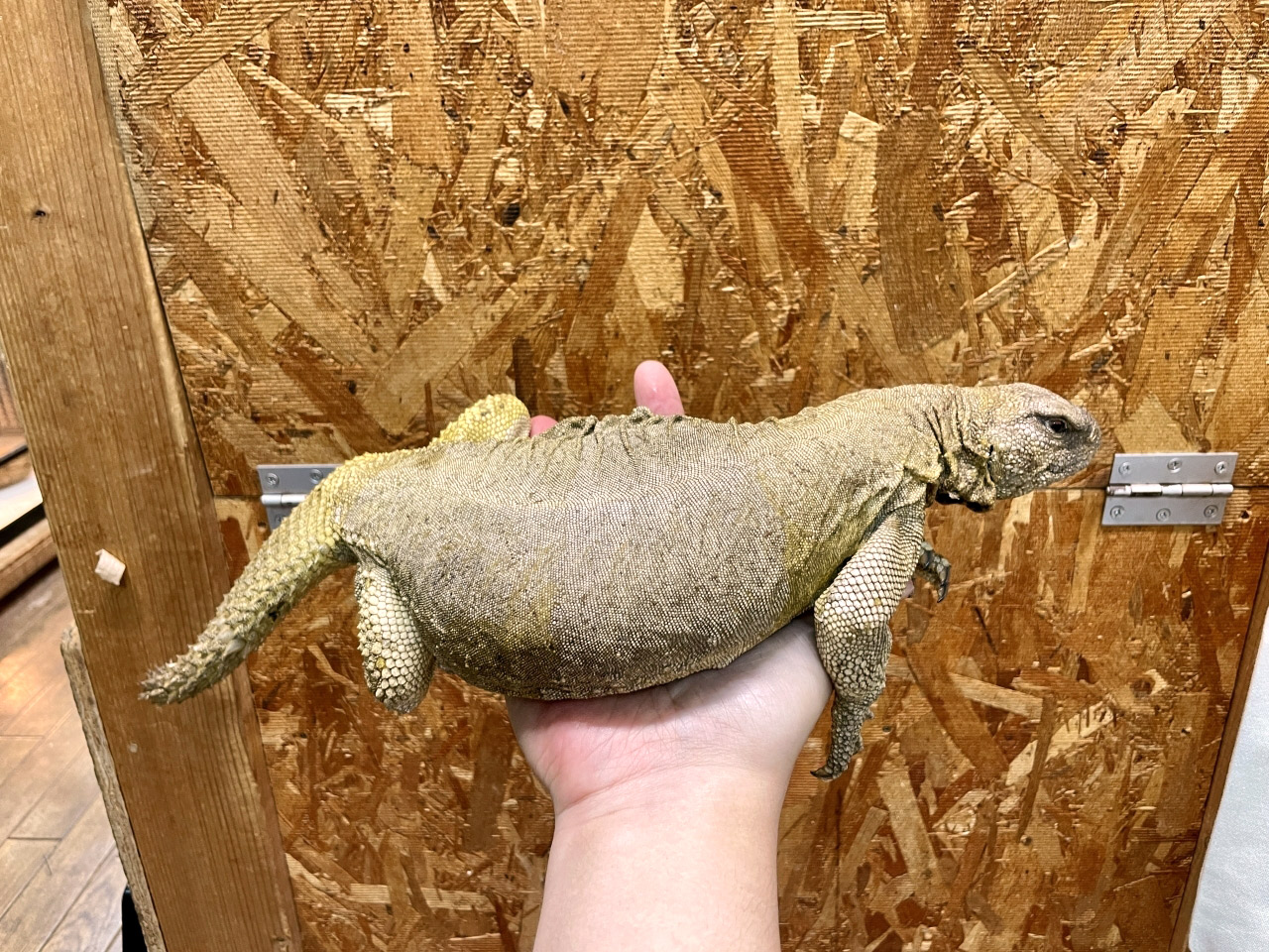 エジプトトゲオアガマ(7)