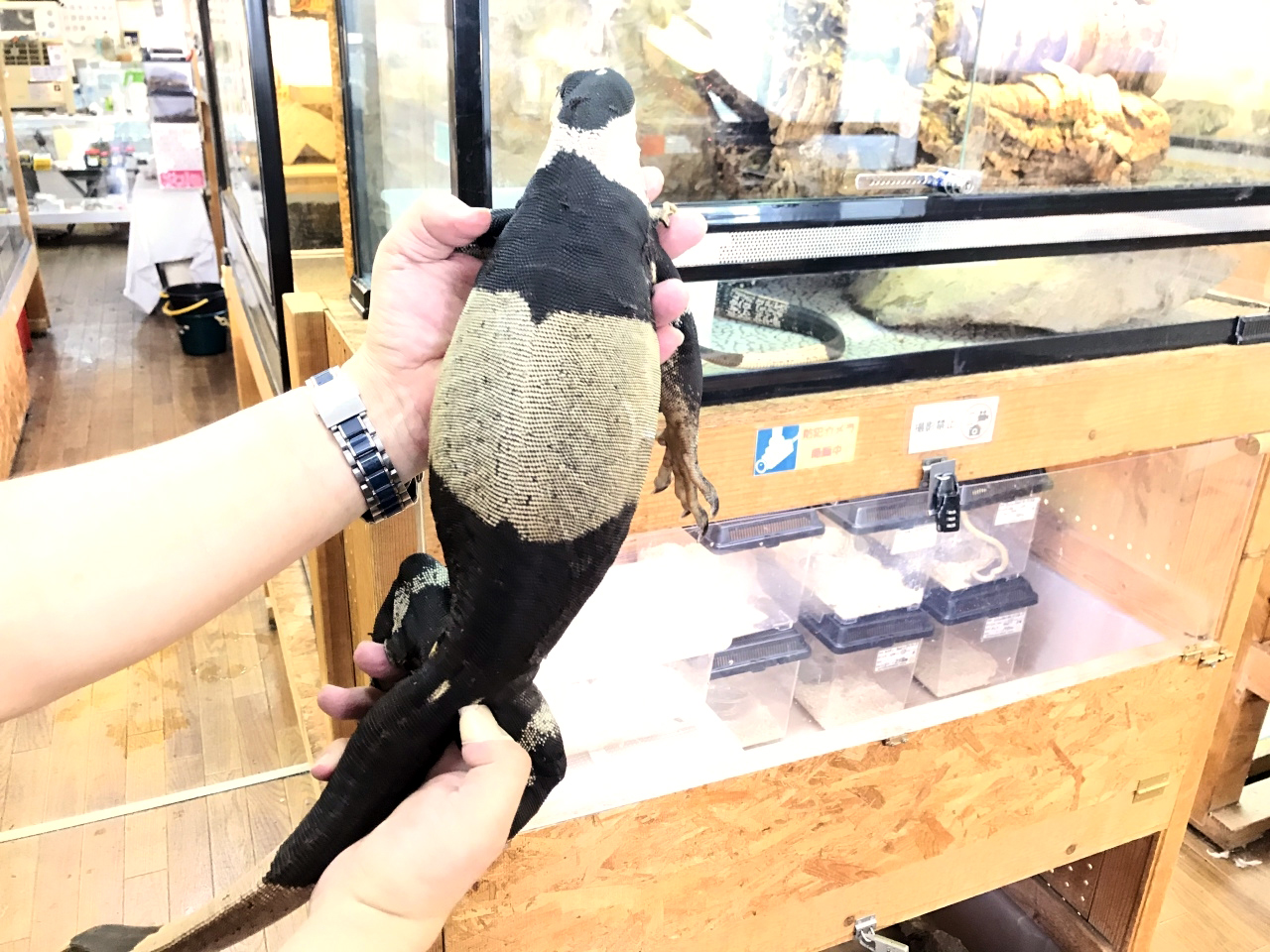 レースモニター(3)