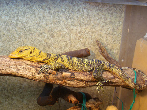 グレイモニター(9)