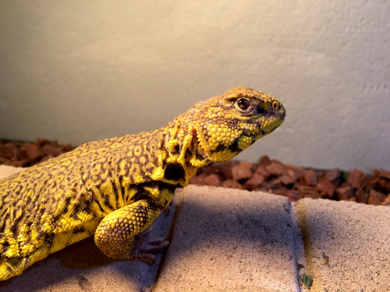 ゲイリートゲオアガマ(7)