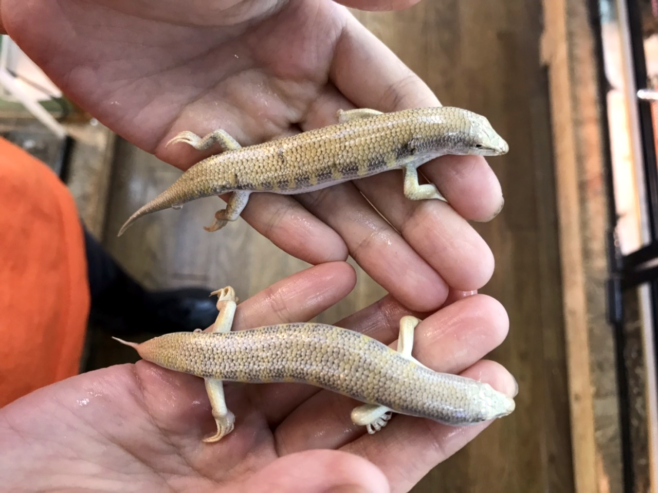 オマーンサンドフィッシュスキンク(1)