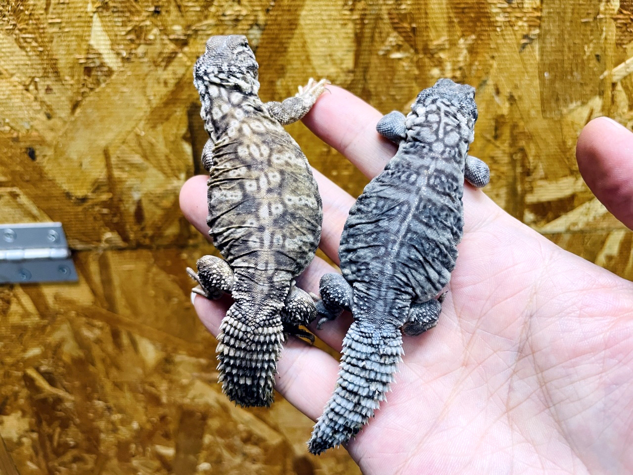 オビトゲオアガマ(5)