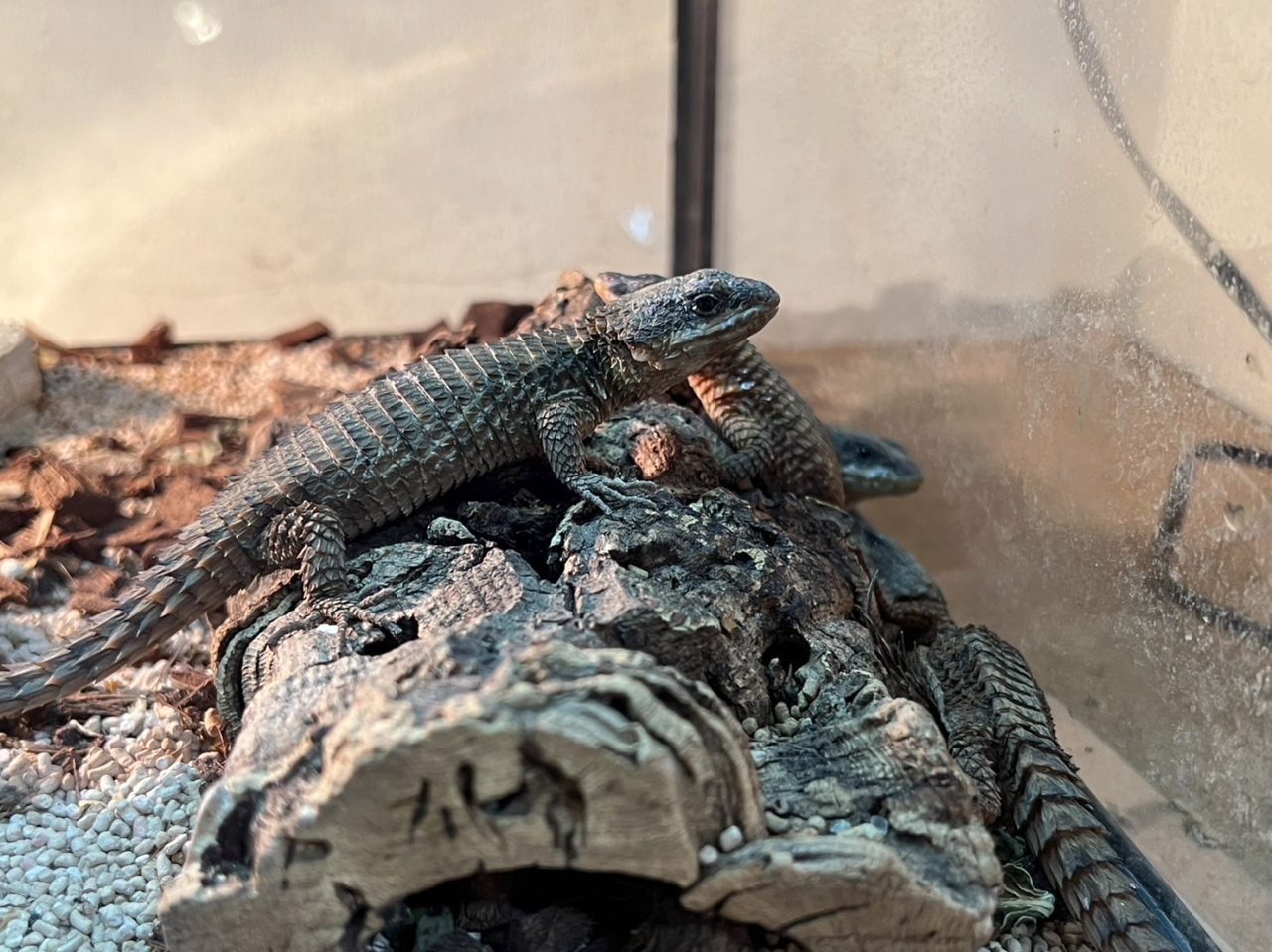 トロピクスヨロイトカゲ(10)