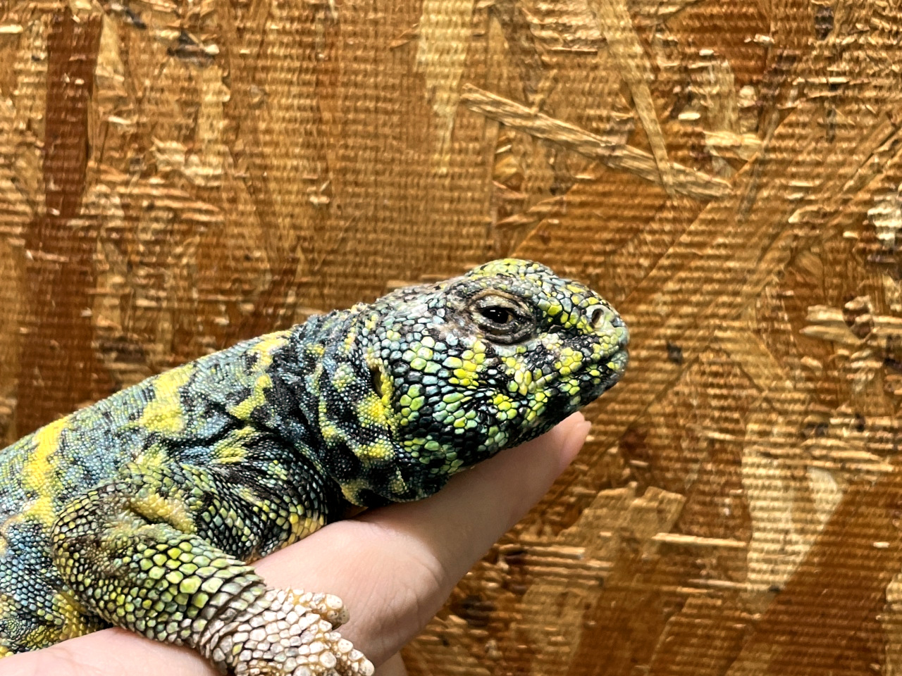 ニシキトゲオアガマ(8)