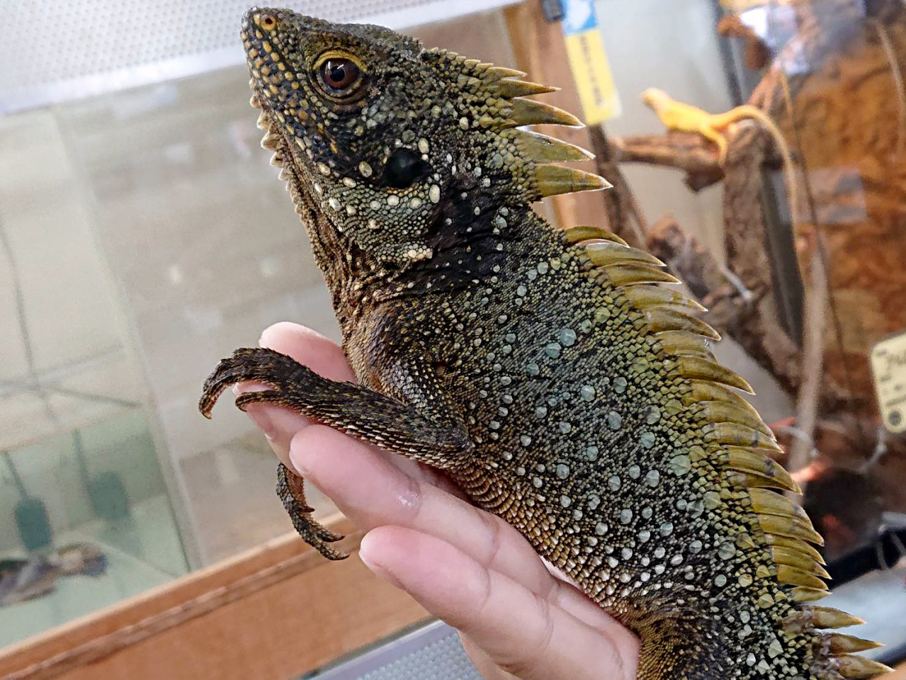 ディロフスモリドラゴン(1)