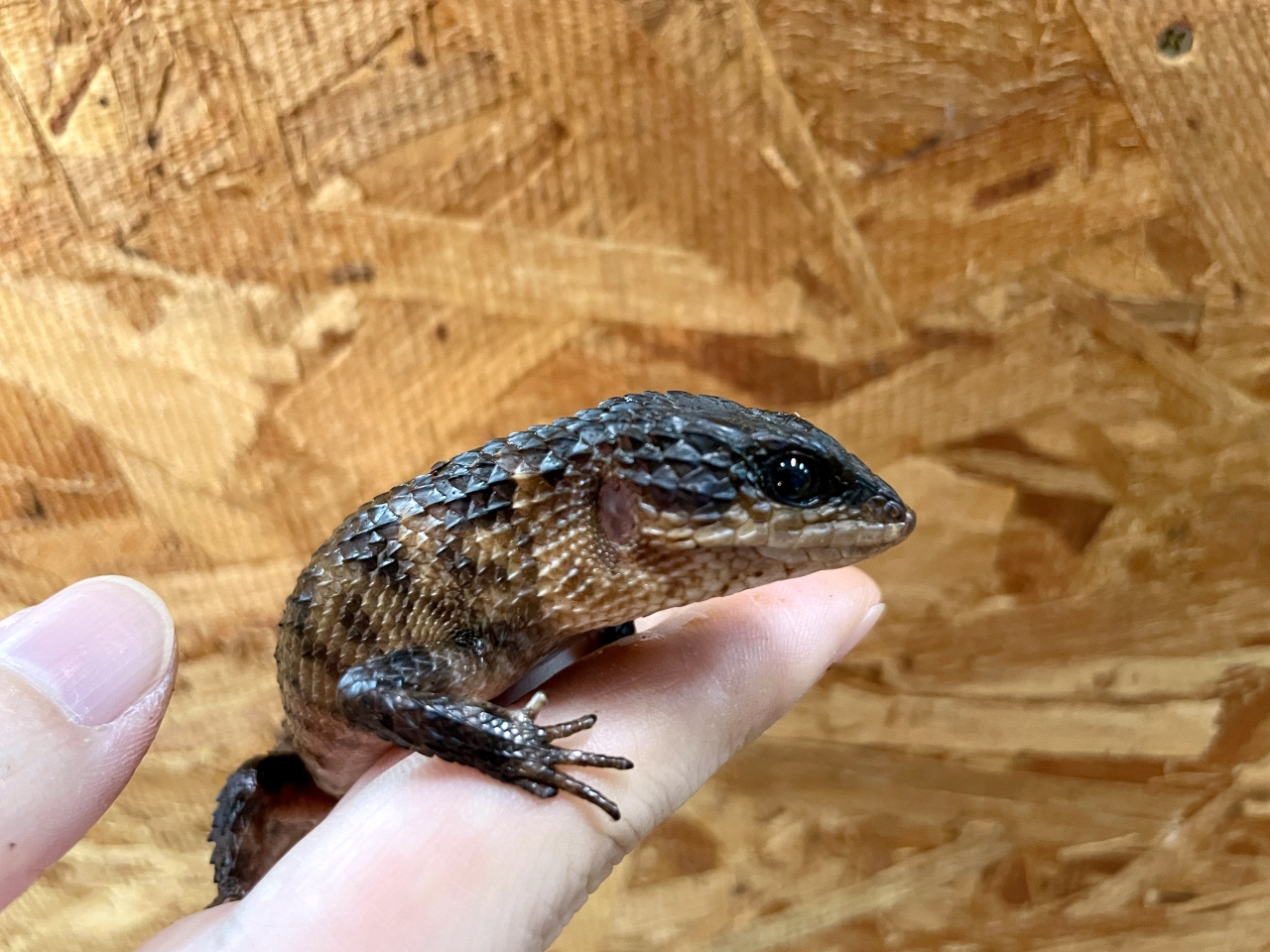 スラウェシクロコダイルスキンク(7)