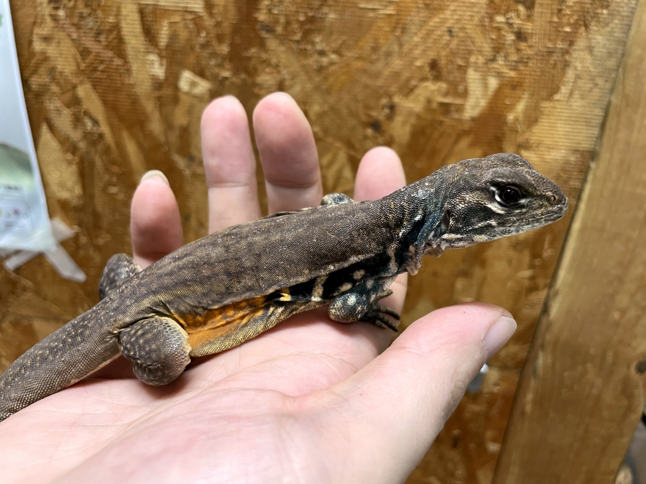 リーブスバタフライアガマ(2)