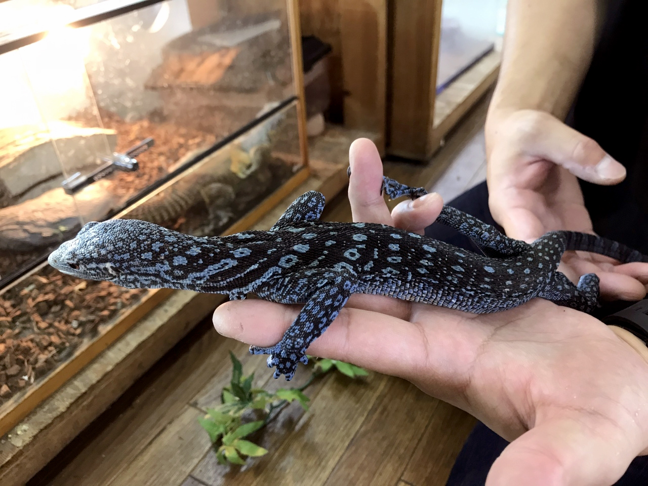 コバルトモニター(9)