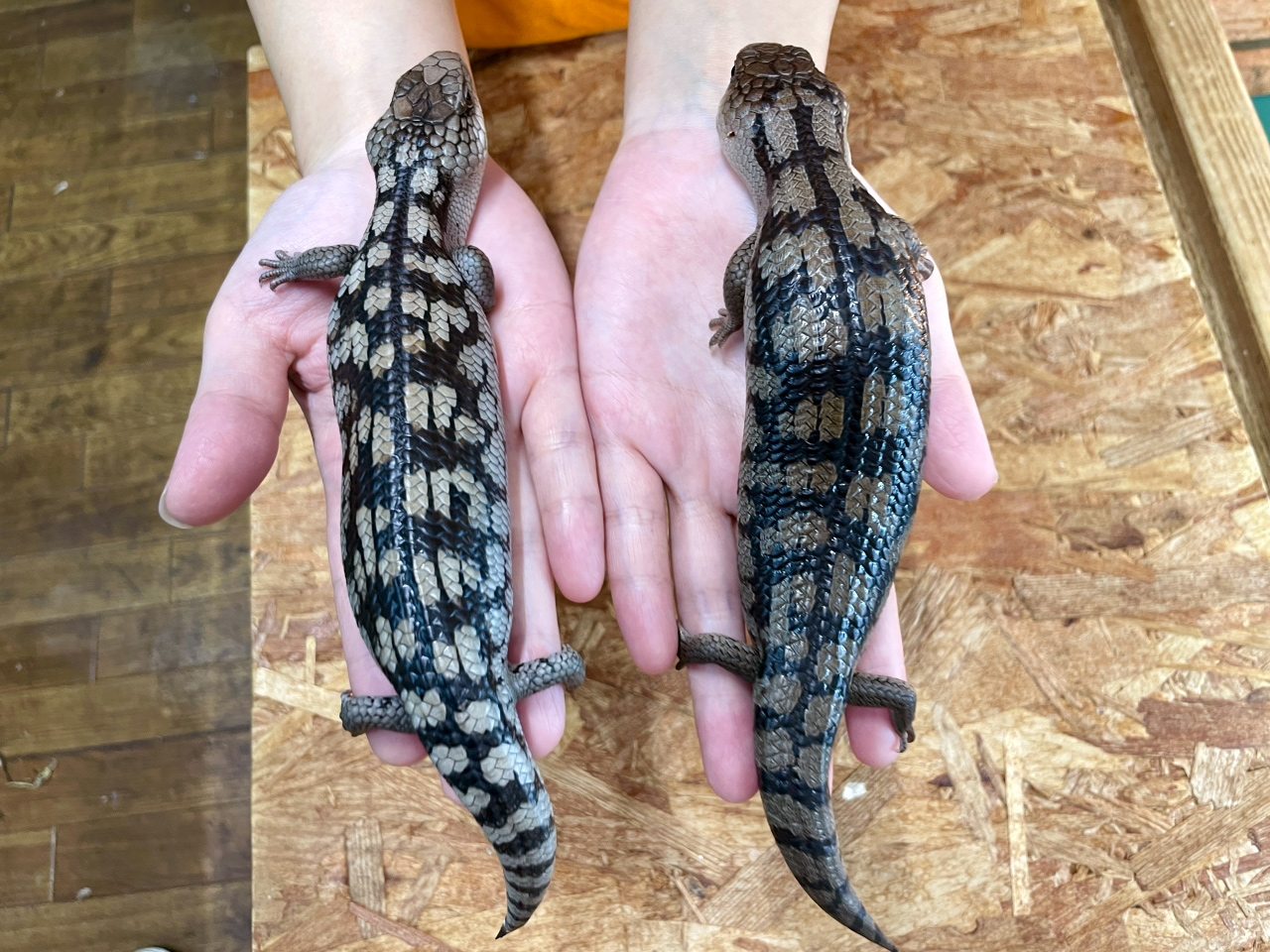 マダラアオジタトカゲ(6)