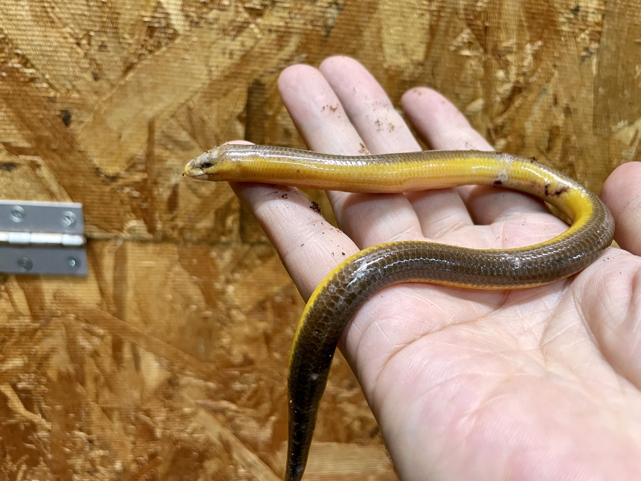 サバンナダーツスキンク(1)