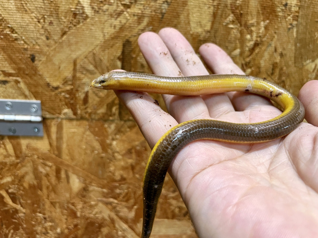 サバンナダーツスキンク