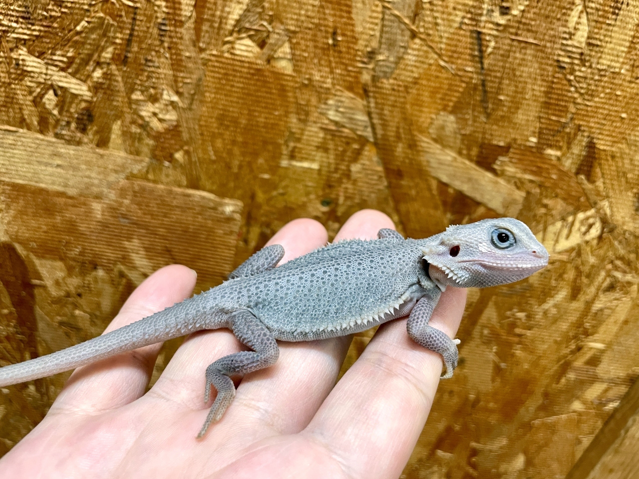 フトアゴヒゲトカゲ(10)