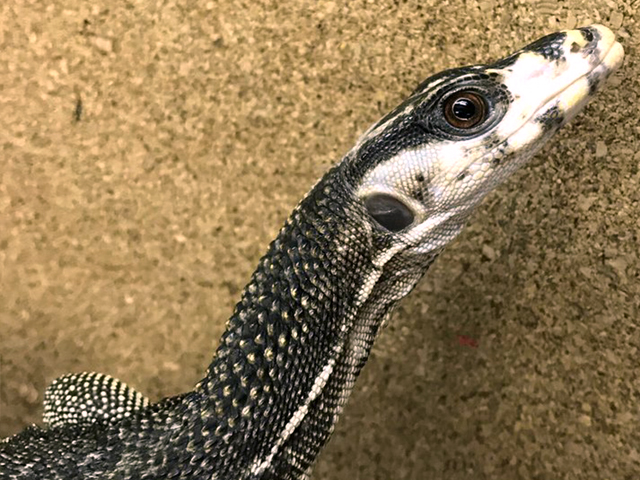 ホワイトヘッドモニター(8)