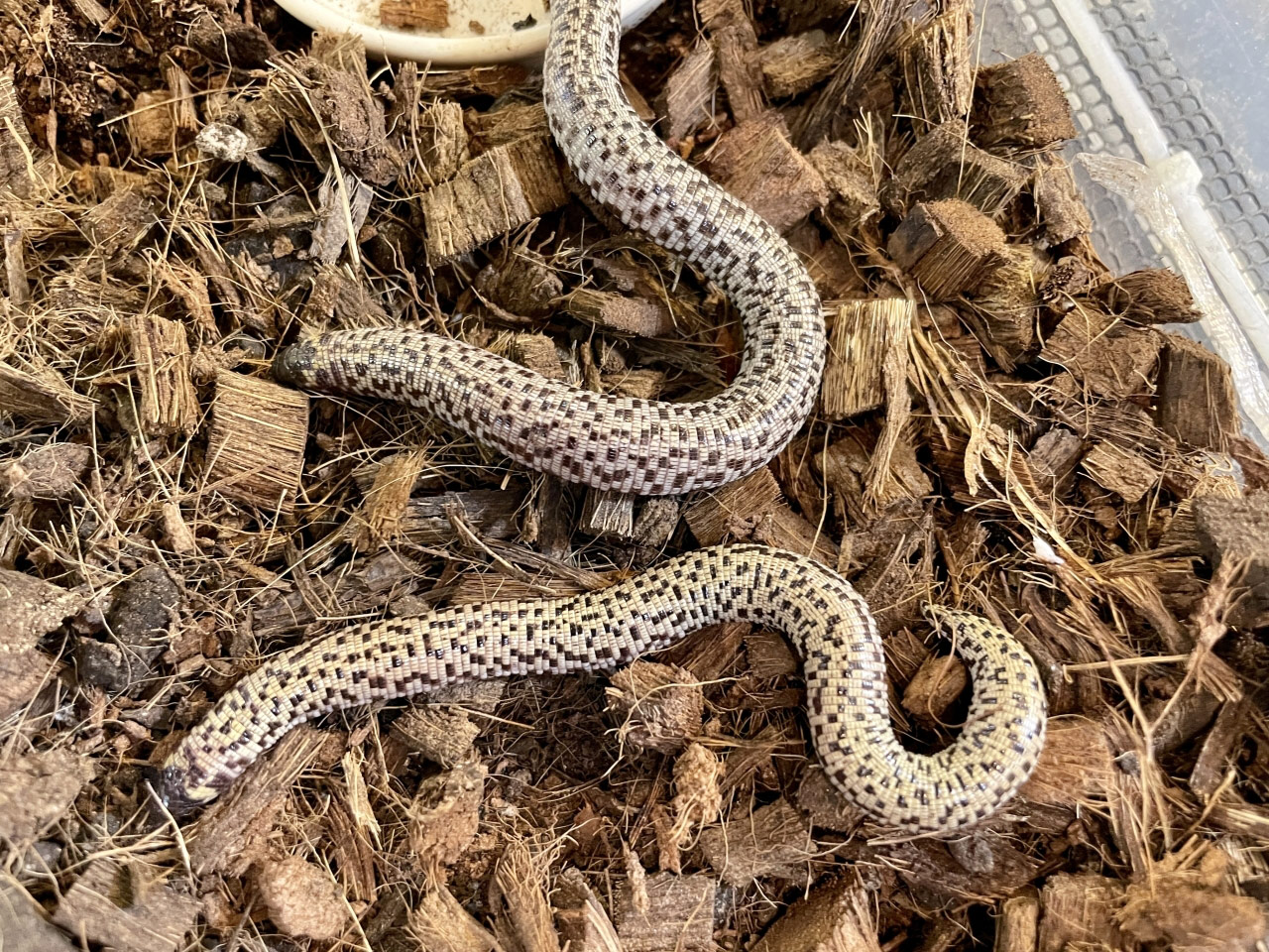 コモチミミズトカゲ(2)