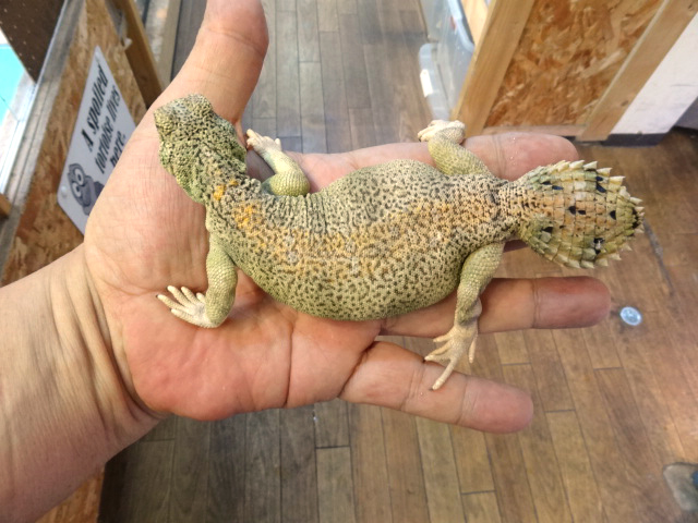 トーマストゲオアガマ(10)