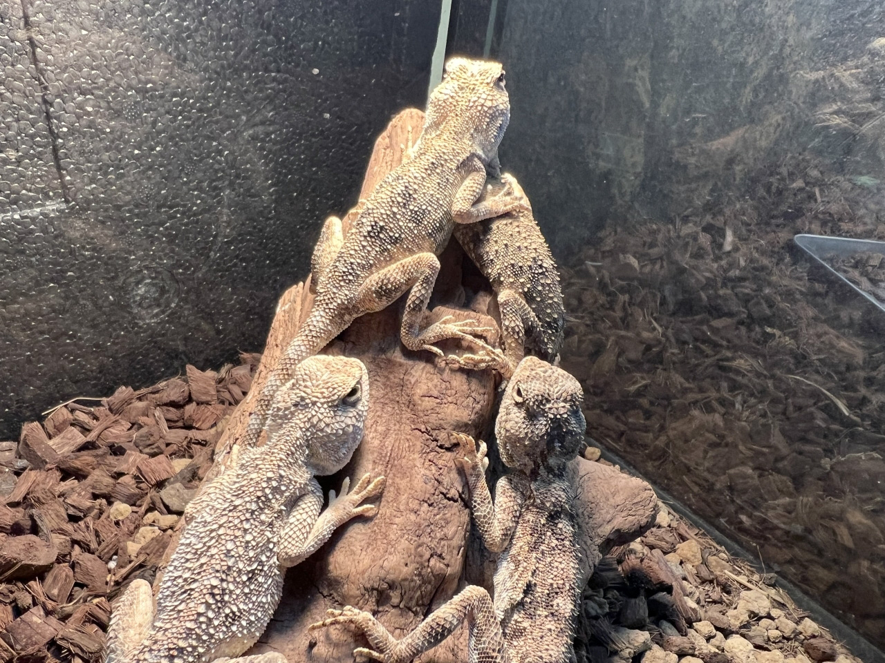 ヘンゲアガマ(1)