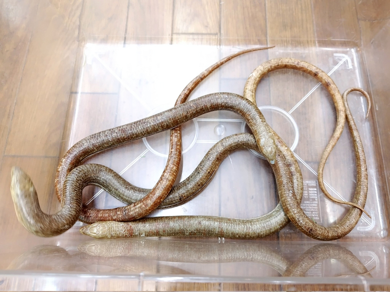 ヨーロッパアシナシトカゲ(2)