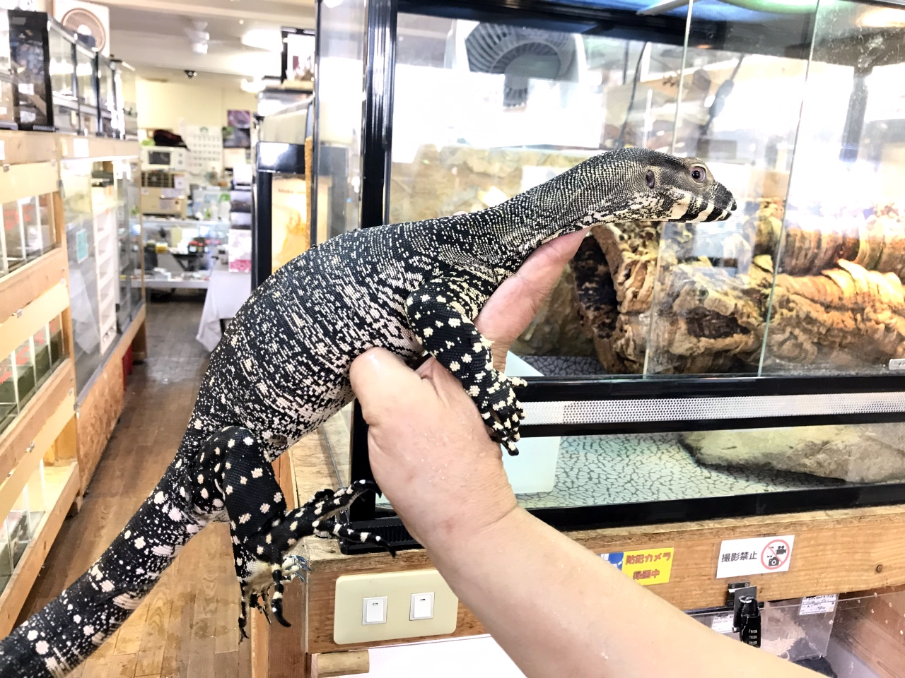 レースモニター(5)