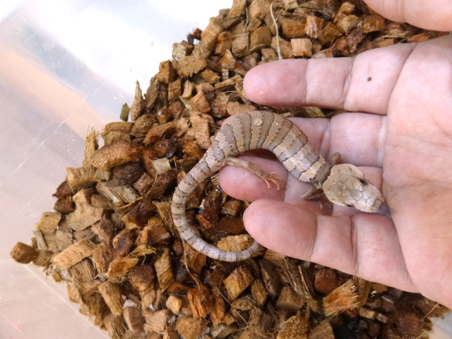 モモジタトカゲ(11)