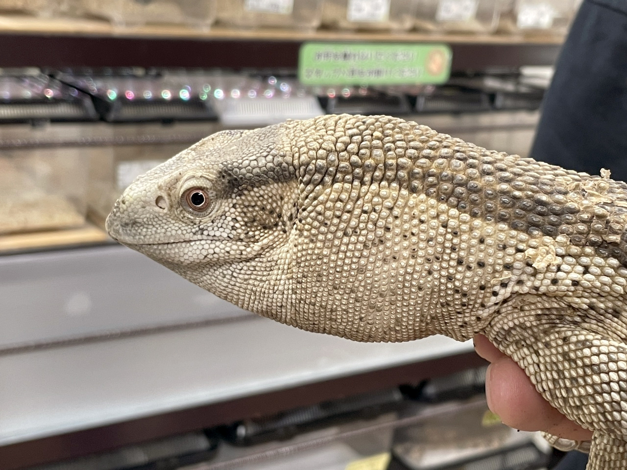 アフリカンロックモニター（ノドジロ）(3)