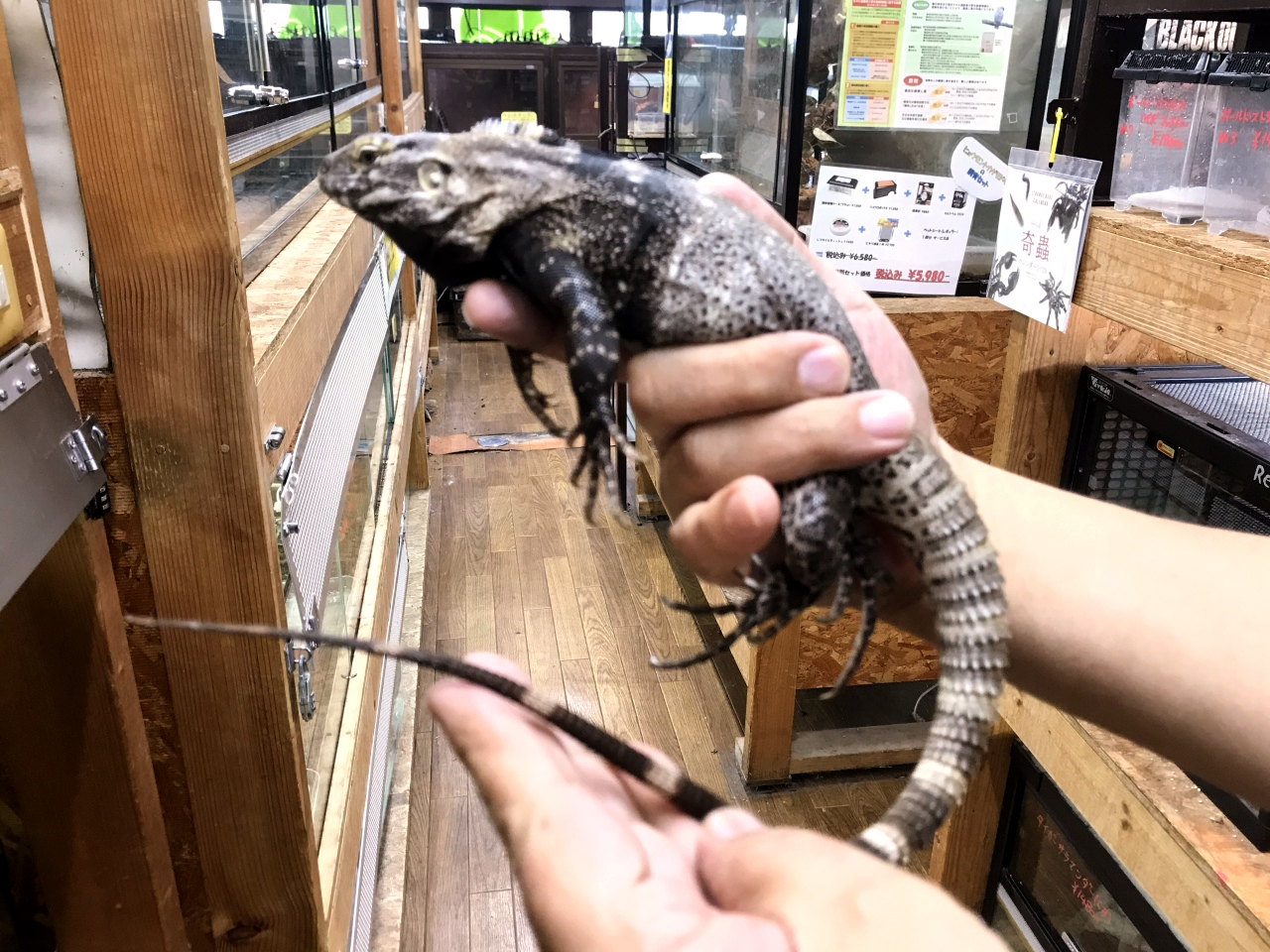 サンエステバントゲオイグアナ(3)