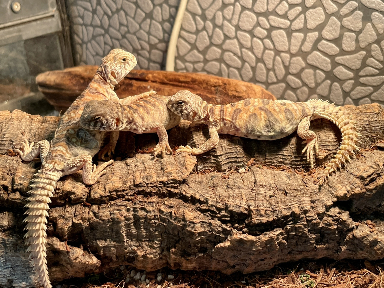 ニシキトゲオアガマ(10)