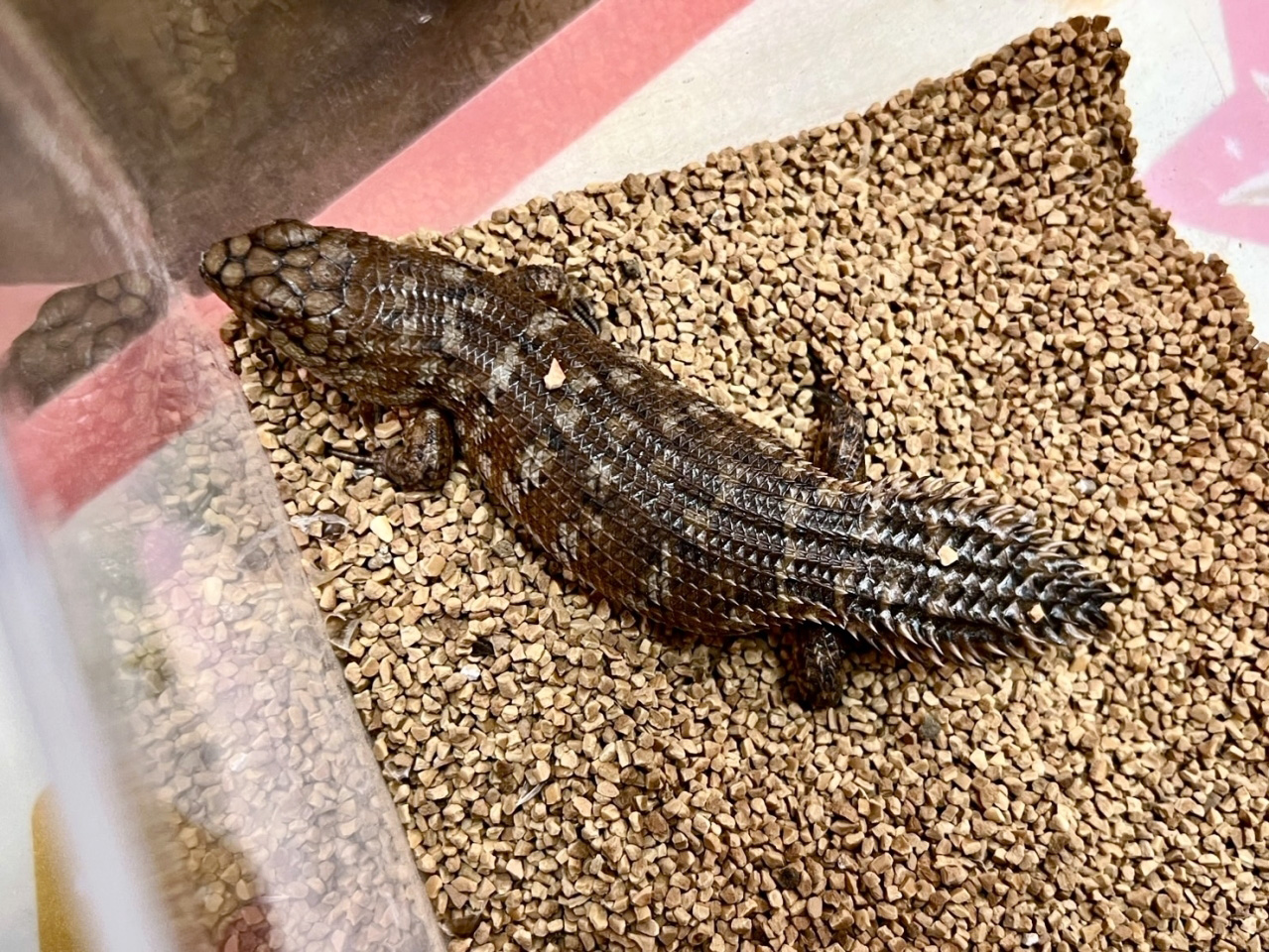 ストケスイワトカゲ（バディア）(1)