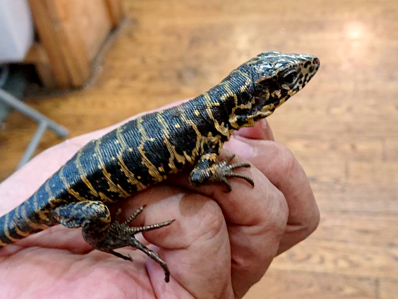 ゴールデンテグー(6)