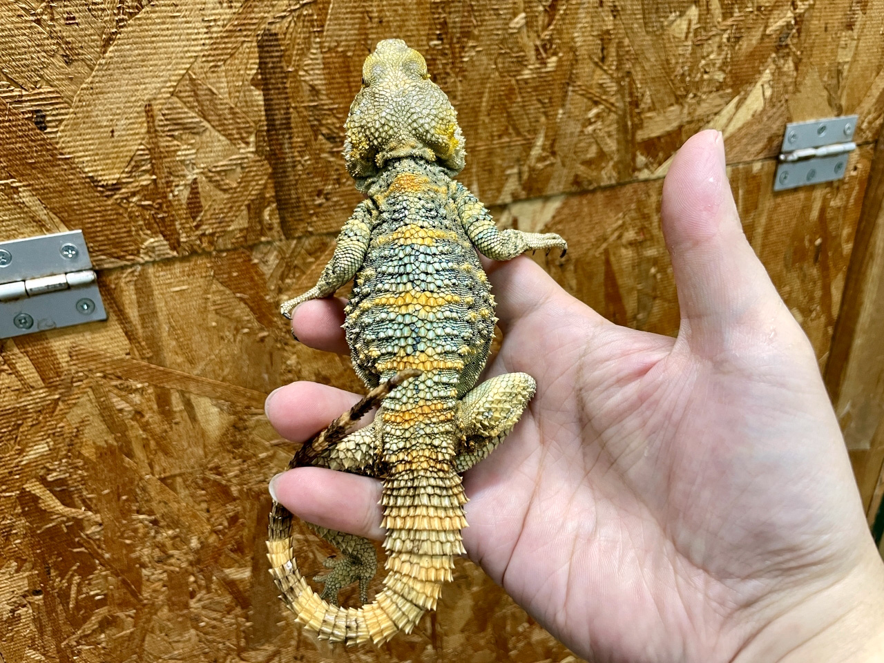 イロヌリアガマ(2)