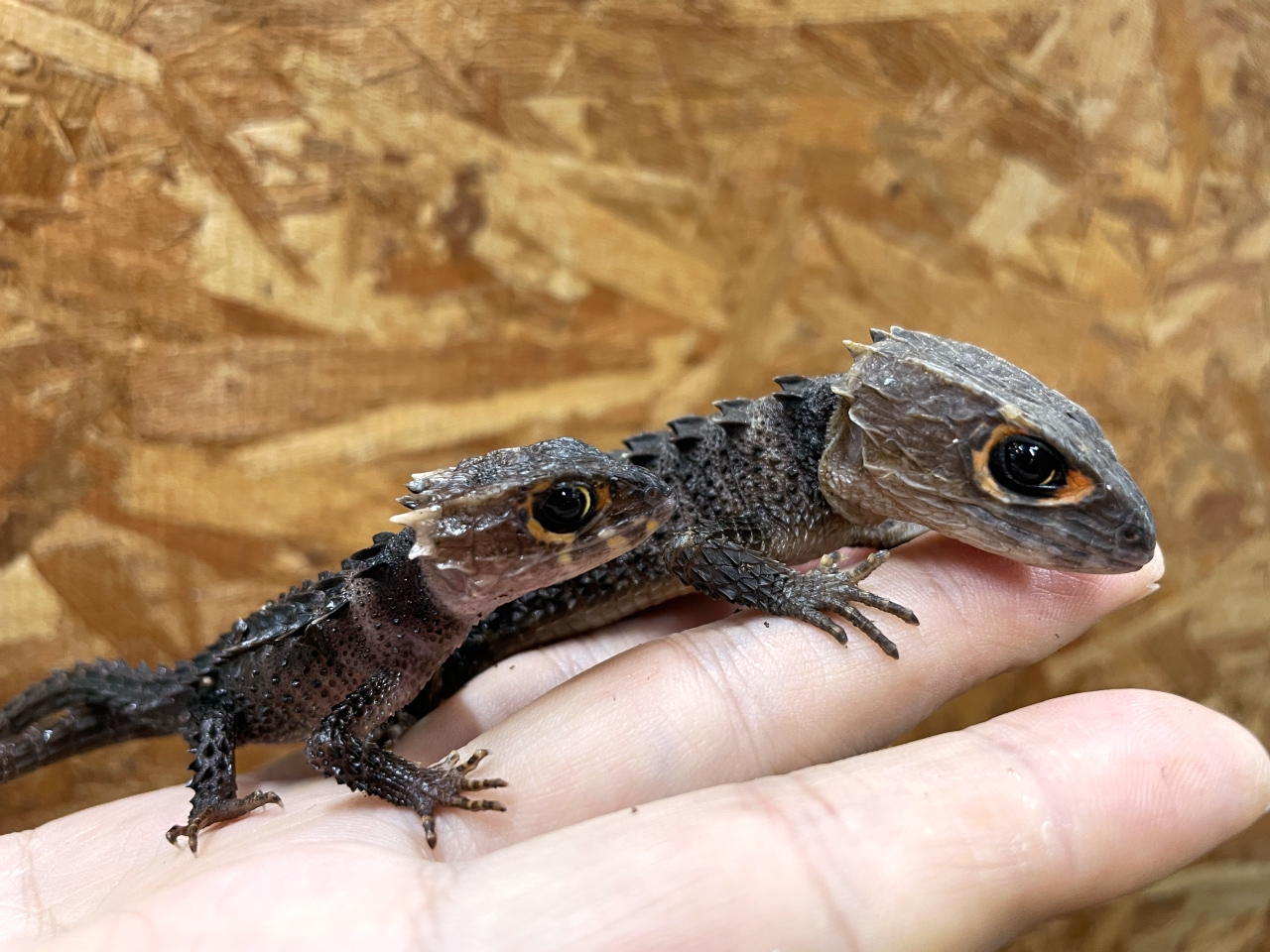 アカメカブトトカゲ(3)