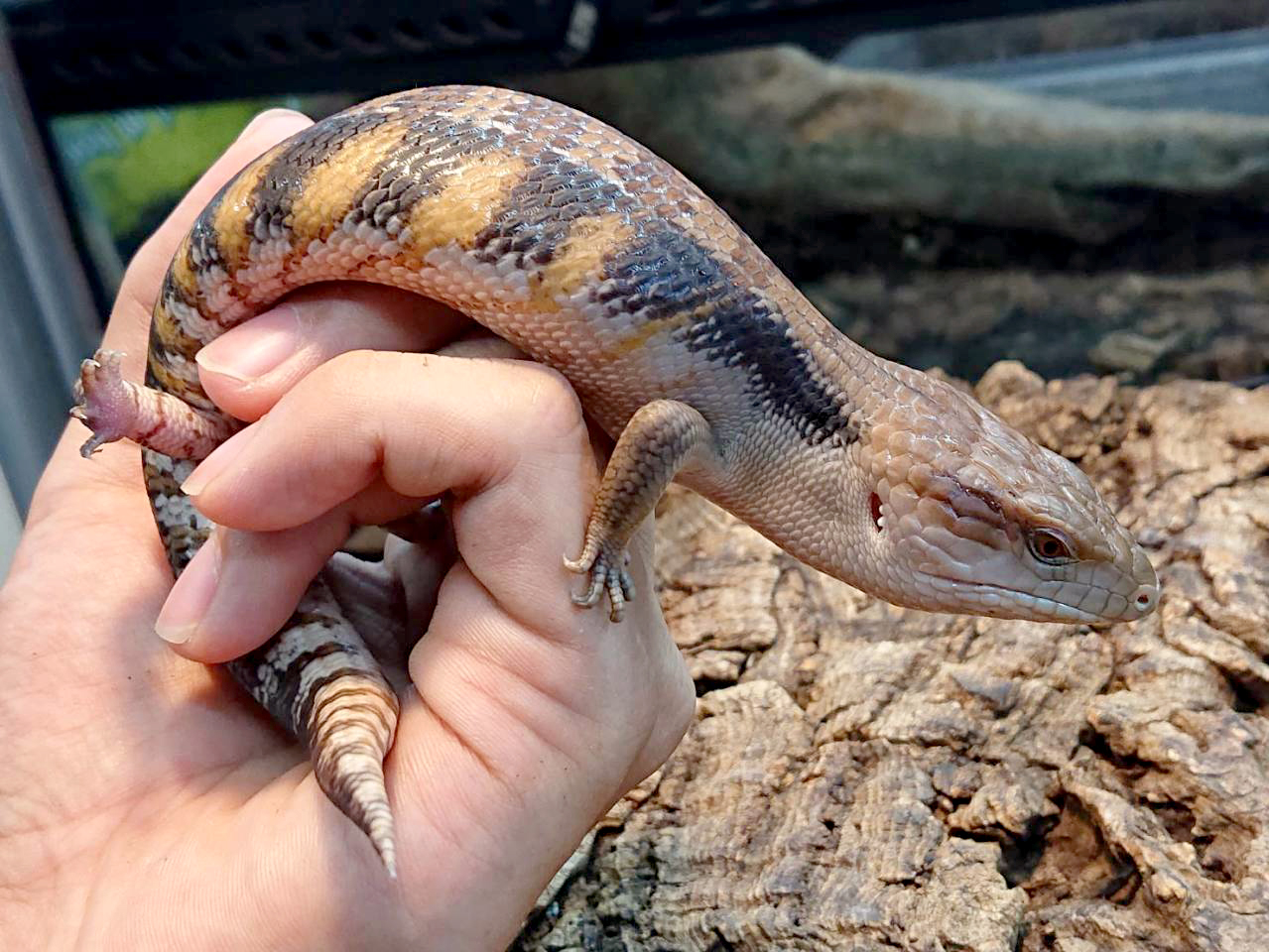 キタアオジタトカゲ(4)