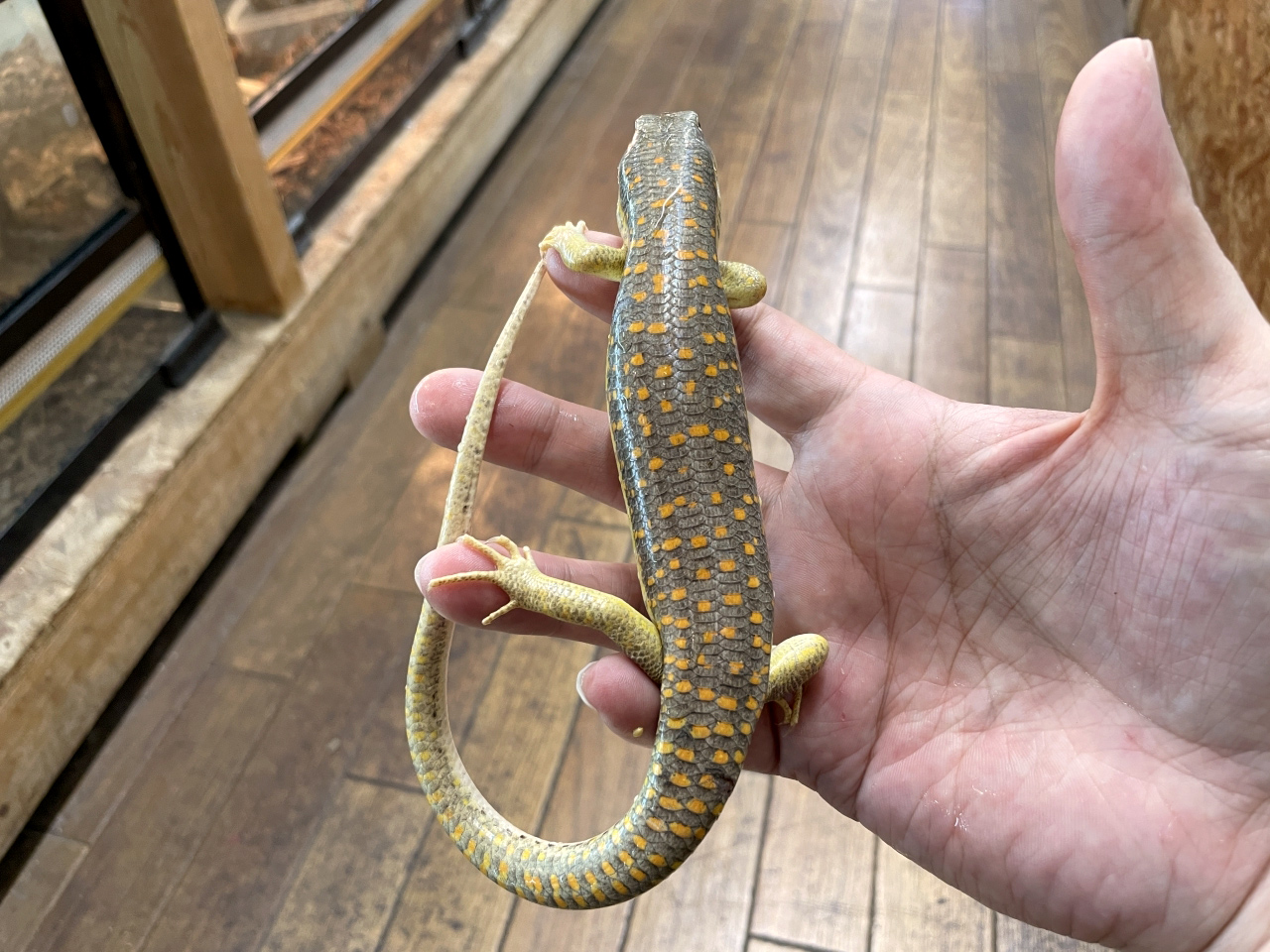 シュナイダースキンク(1)