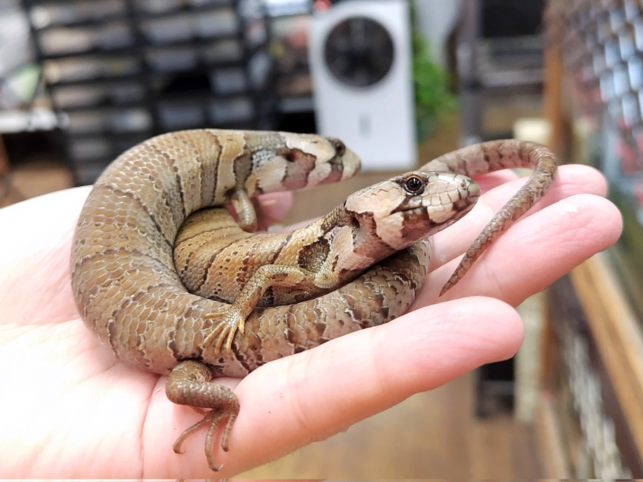 モモジタトカゲ(9)