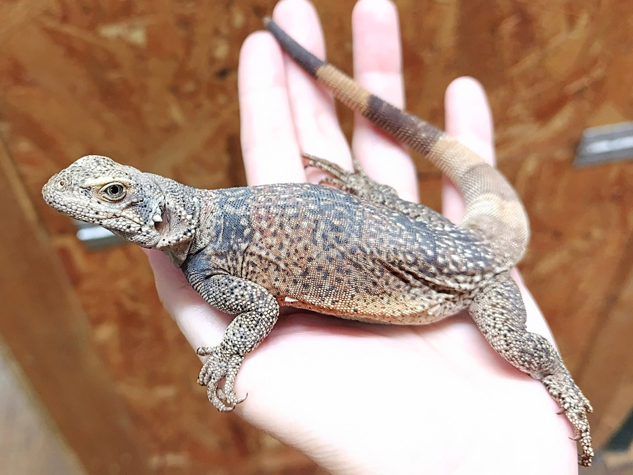 キタチャクワラ(1)