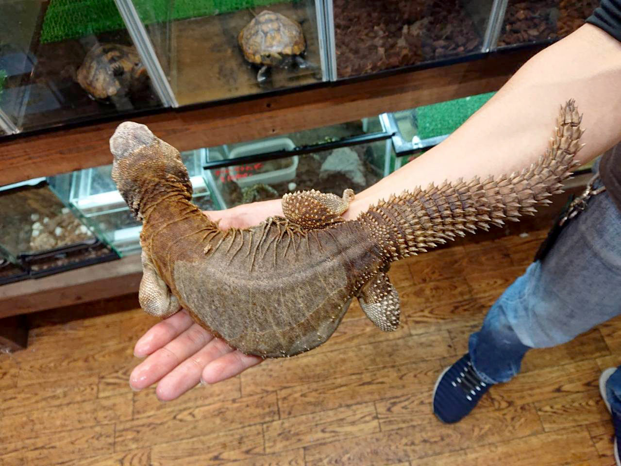 エジプトトゲオアガマ(4)