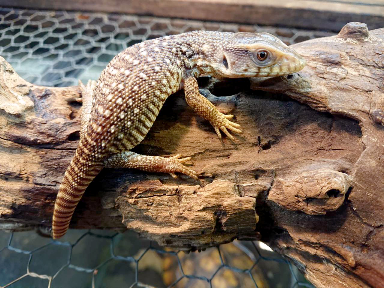 サバンナモニター(5)