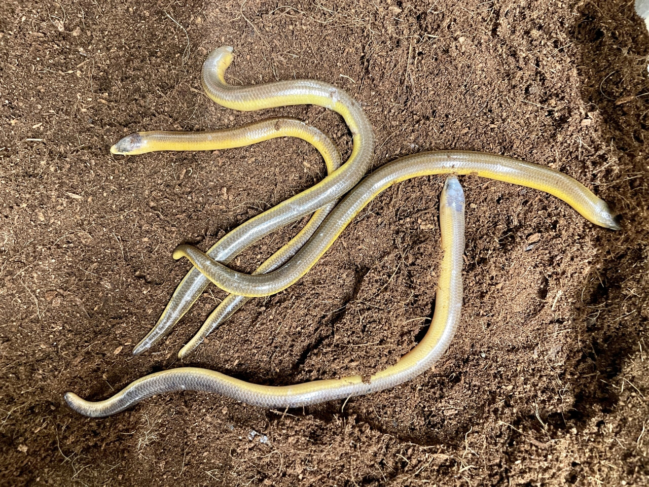 サバンナダーツスキンク(3)