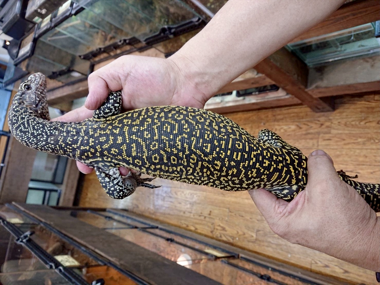 ブルーテールモニター(9)