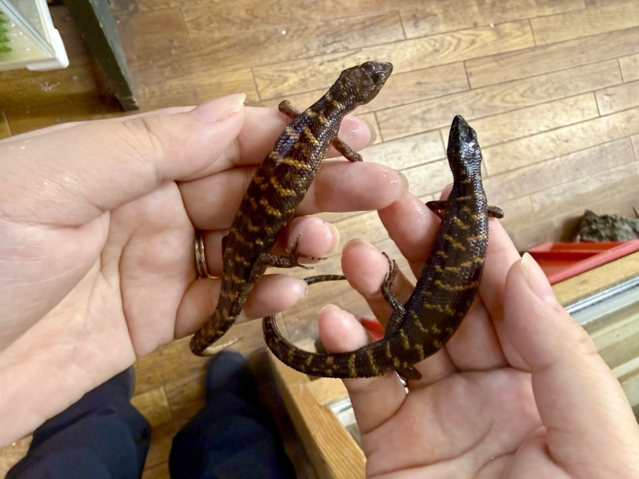 マーフィーウォータースキンク(1)